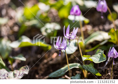 東京武藏村山市野山北公園的卡塔庫栗花 東京武藏村山市野山北公園的卡塔庫栗花 113281352