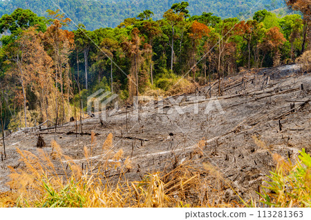 The consequences of a fire in the forest.  113281363