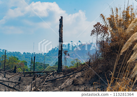The consequences of a fire in the forest.  113281364