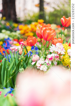 Spring at Hisaya Odori Garden Floralie, flowers in full bloom (Nagoya, Aichi Prefecture) 113281552