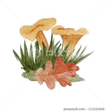 Wild chanterelles with an oak leaf watercolor composition isolated on white. 113281608
