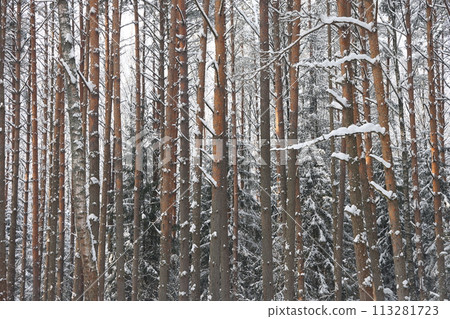 Snowy winter forest background. Beautiful spruce trees trunks pattern, sticked with snow. Snowy winter forest background. Beautiful spruce trees trunks pattern, sticked with snow. 113281723