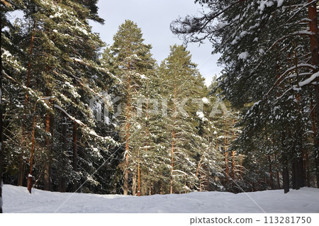 Picturesque winer forest. Fabulous snowy wonderland. 113281750