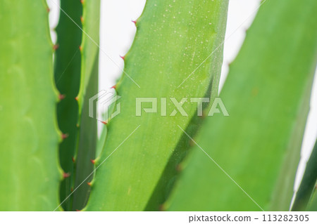 The rough surface of large leaves of agave or other cacti, on which dust and other dirt settle after rain. Massive, juicy leaves with blurred spines 113282305