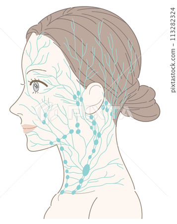 女性側頸部淋巴結(綠色)未命名 女性側頸部淋巴結(綠色)未命名 113282324