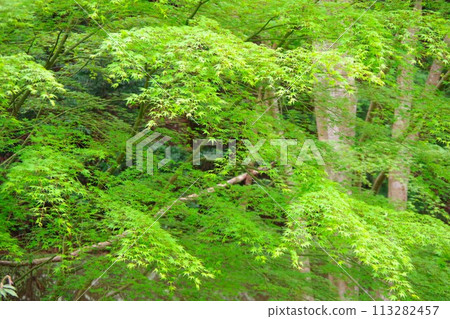 Maple Maple 113282457