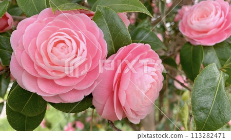 Camellia japonica in full bloom (Otogawa River Green Space/Okazaki City, Aichi Prefecture) Camellia japonica in full bloom (Otogawa River Green Space/Okazaki City, Aichi Prefecture) 113282471