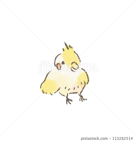 可愛的玄鳳鸚鵡插圖前視圖 可愛的玄鳳鸚鵡插圖前視圖 113282514