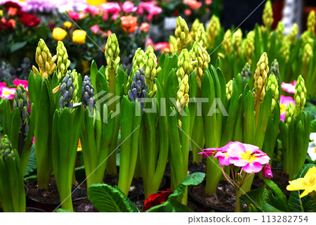 Flowers of blooming hyacinths in a flower shop Flowers of blooming hyacinths in a flower shop 113282754