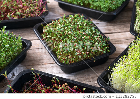 Mix of Microgreens in container 113282755