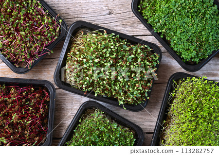 Mix of Microgreens in container 113282757