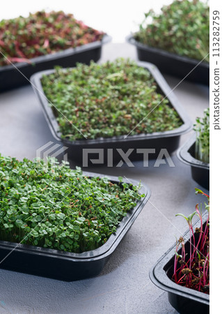 Mix of Microgreens in container 113282759