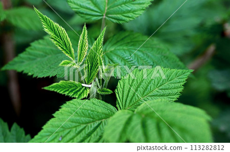 The first young raspberry leaves. An antioxidant. Herbal tea. Close-up of new leaves. Blurred background. 113282812