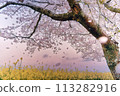 Saitobaru, evening, cherry blossoms falling, Miyazaki 113282916