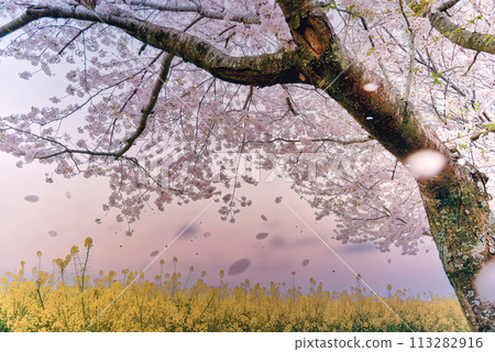 Saitobaru, evening, cherry blossoms falling, Miyazaki Saitobaru, evening, cherry blossoms falling, Miyazaki 113282916