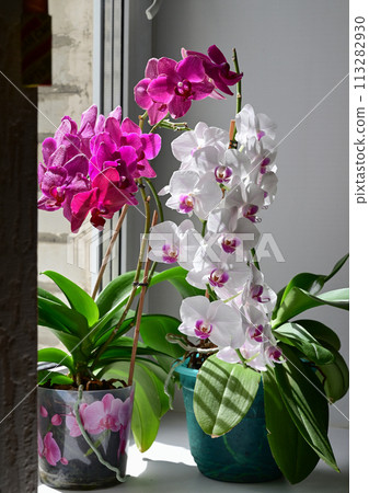 The girl florist watered the house plants from the watering spray. On the window-sill is a pot of orchid, zamioculcas and dieffenbachia The girl florist watered the house plants from the watering spray. On the window-sill is a pot of orchid, zamioculcas and dieffenbachia 113282930