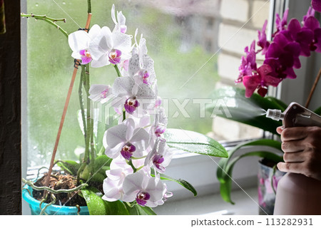 Person wiping house dust from houseplants leaves in springtime with soft cloth. Spring houseplant care concept. Orchid are commonly known as spath or peace lilies growing in pot in home room. 113282931