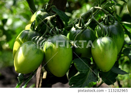 Tomato plants in greenhouse Green tomatoes plantation. Organic farming, young tomato plants growth in greenhouse. 113282965