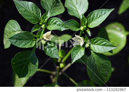 green pepper growing in the garden 113282967