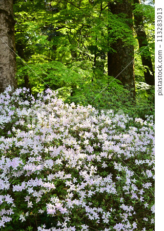 粉紅色的杜鵑花 粉紅色的杜鵑花 113283013