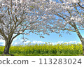 Saitobaru, cherry blossoms, rape blossoms and blue skies, Miyazaki 113283024