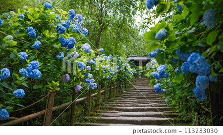 Hydrangeas at the gate of Meigetsu-in Temple 113283030