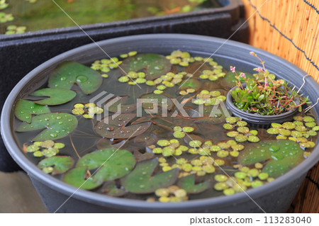 Biotope，一個擁有豐富水生植物的戶外青鱂缸 113283040