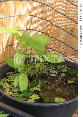 Biotope,一個擁有豐富水生植物的戶外青鱂缸 Biotope,一個擁有豐富水生植物的戶外青鱂缸 113283042