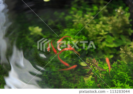 Outdoor killifish tank with abundant aquatic plants, biotope 113283044
