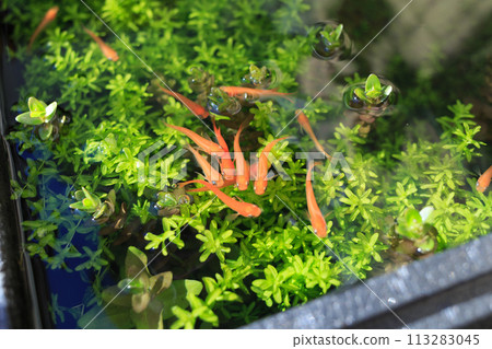 Outdoor killifish tank with abundant aquatic plants, biotope 113283045