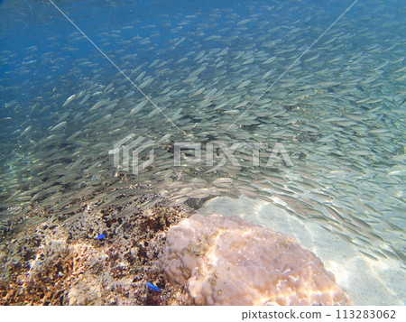 沖繩宮古島的一大群沙丁魚 113283062