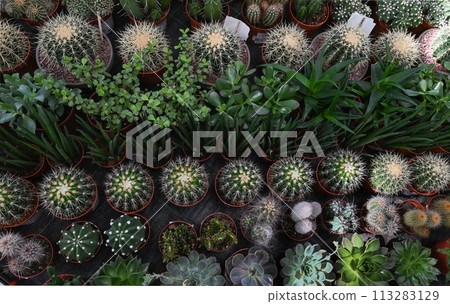 Different types of cactus close-up. 113283129