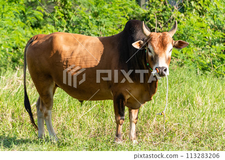 Cows stand in the meadow. Farmers raise them in the fields. daytime, closeup Cows stand in the meadow. Farmers raise them in the fields. daytime, closeup 113283206