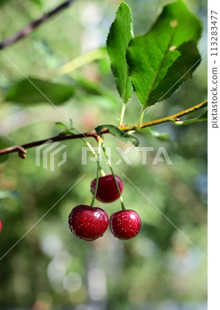 ripe cherry berries on a branch 113283477