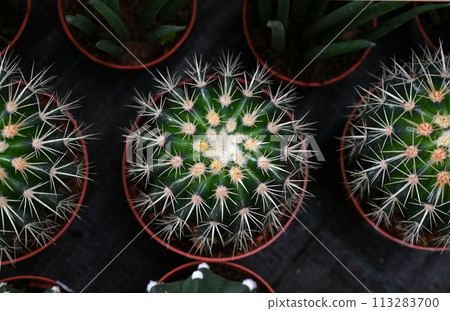 Different types of cactus close-up. Different types of cactus close-up. 113283700