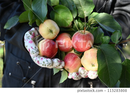 Ripe red apples in your hands. The concept of harvesting. Ripe red apples in your hands. The concept of harvesting. 113283808