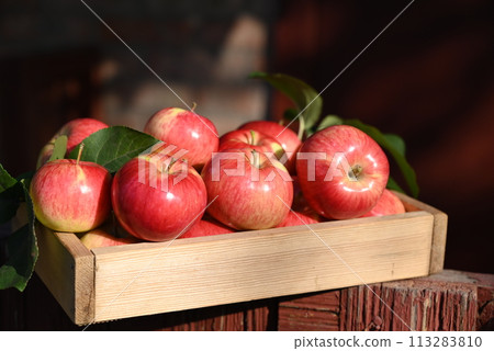 box of fresh apples on a wooden table in a garden 113283810