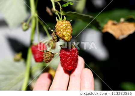 Red raspberries in the garden close-up. A large berry of ripe raspberries in the garden. Red sweet berries growing on a raspberry bush in an orchard Red raspberries in the garden close-up. A large berry of ripe raspberries in the garden. Red sweet berries growing on a raspberry bush in an orchard 113283886