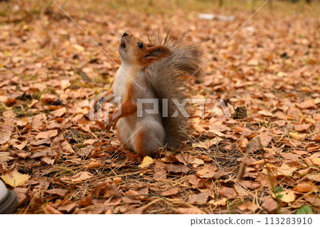 Girl feeds a wild squirrel from her hands, park, forest, day 113283910
