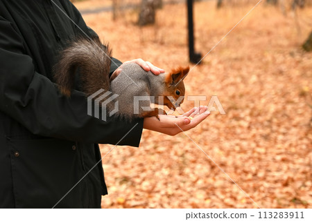 Girl feeds a wild squirrel from her hands, park, forest, day Girl feeds a wild squirrel from her hands, park, forest, day 113283911