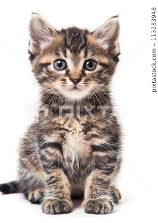 A tabby kitten with piercing blue eyes and a striking striped coat sits attentively 113283948