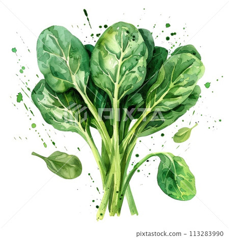 The essence of spinach is captured in this watercolor, with fresh green leaves The essence of spinach is captured in this watercolor, with fresh green leaves 113283990