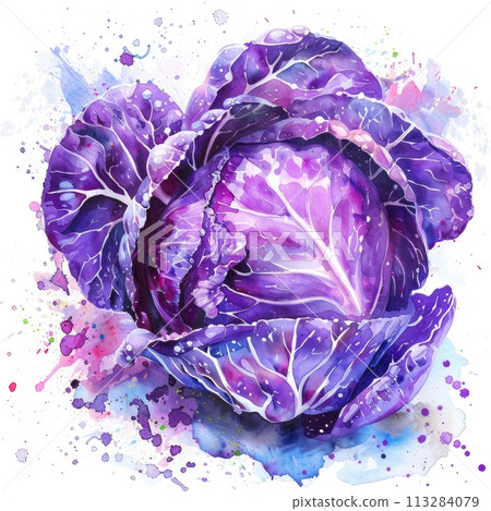 An artistic watercolor painting of a purple cabbage, isolated on a white background 113284079