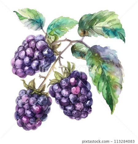A cluster of ripe blackberries is elegantly captured in this watercolor 113284083