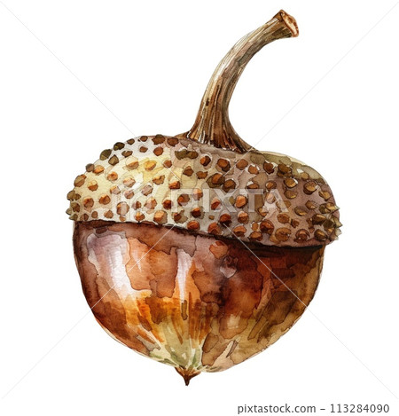 A lively watercolor painting captures the warmth of an acorn squash A lively watercolor painting captures the warmth of an acorn squash 113284090