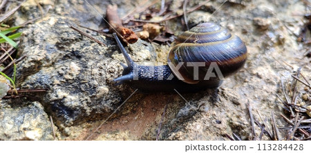 Black snail crawling across a forest road Black snail crawling across a forest road 113284428