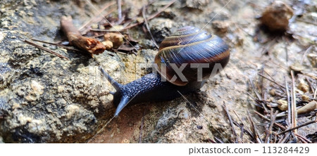 Black snail crawling across a forest road Black snail crawling across a forest road 113284429