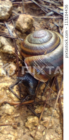 Black snail crawling across a forest road 113284436