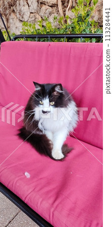 The cat sits on a pink surface The cat sits on a pink surface 113284441