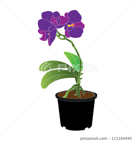 Orchid flower icon 113284940